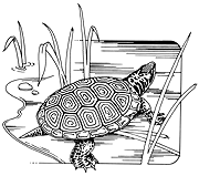 [line drawing of a Diamondback Terrapin]